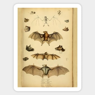 Bat 3 Rousette Vintage Wildlife Illustration Sticker